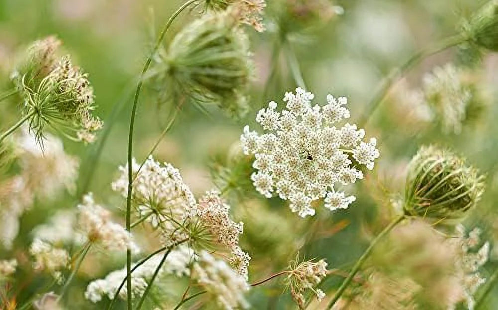 Queen Anne's Lace Seeds for Planting - 250 Seeds H526709
