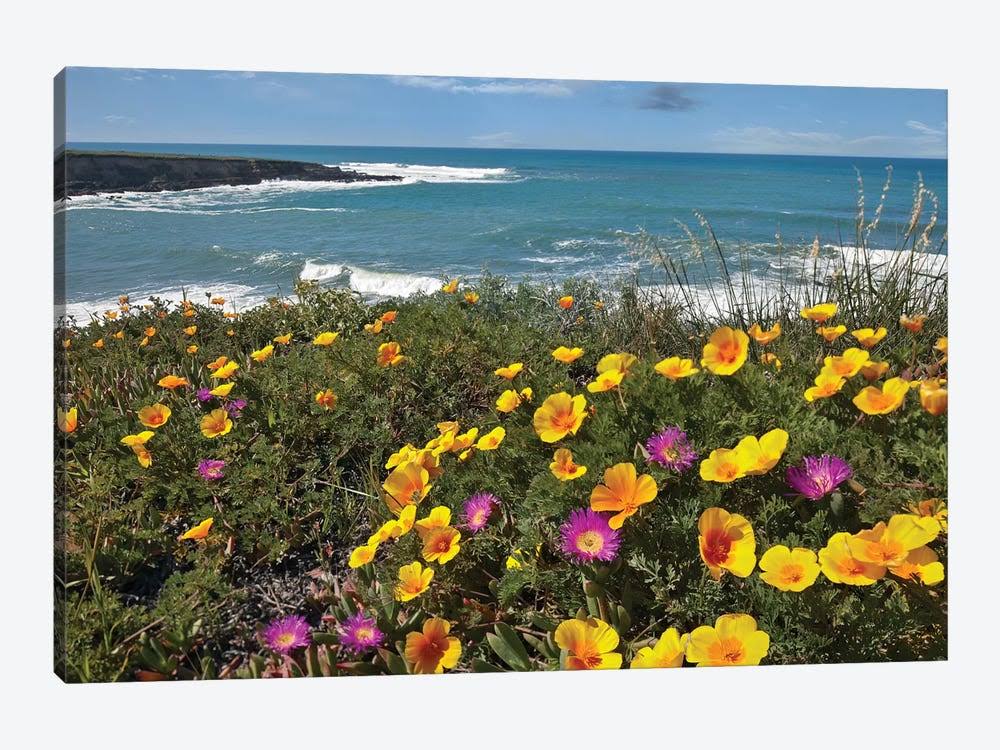 California Poppy and Iceplant Print on Canvas Art P931775