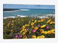 California Poppy and Iceplant Print on Canvas Art P931775