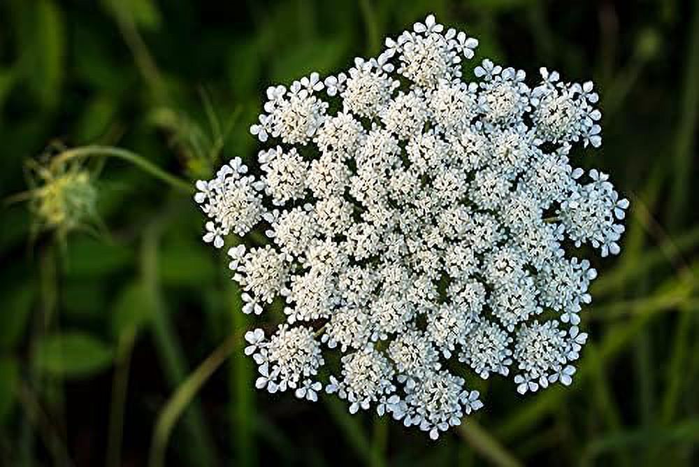 Queen Anne's Lace Seeds for Planting - 250 Seeds H526709