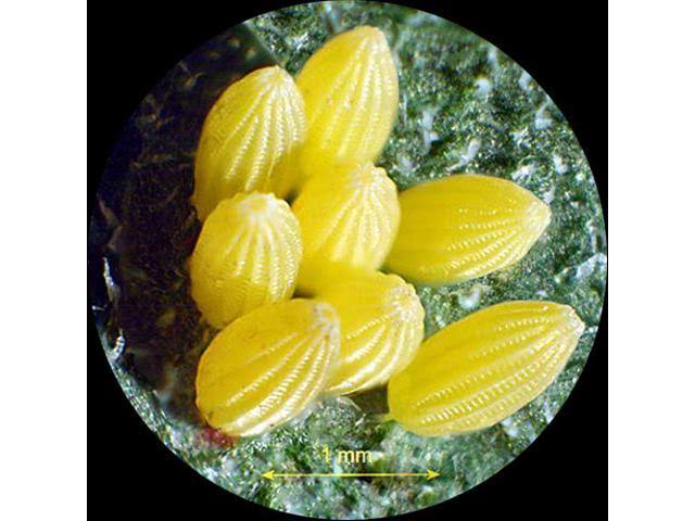 Binocular Stereo Microscope, 5x/15x/30x/45x Magnification I683016