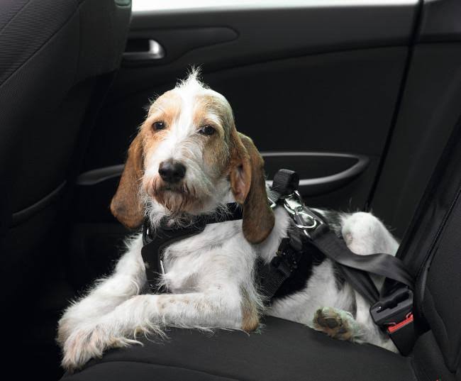 Car Safety Harness Small 15 cm B180344