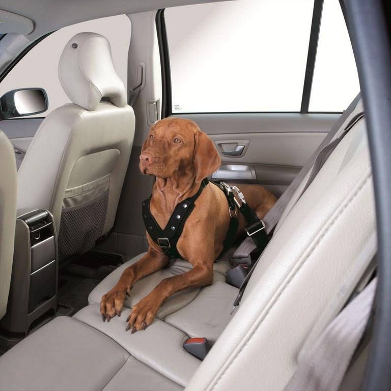 Car Safety Harness Small 15 cm B180344
